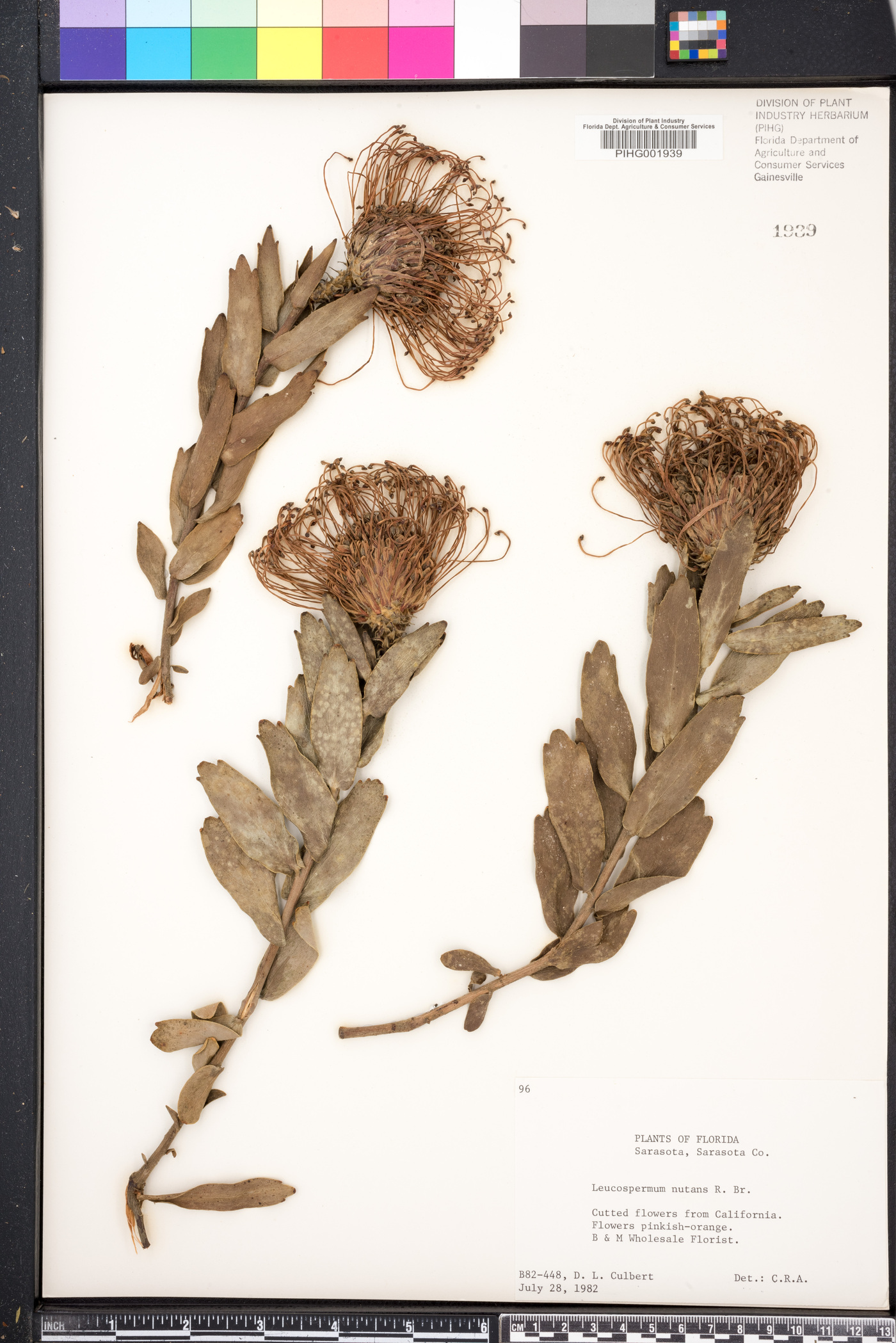 Leucospermum nutans image