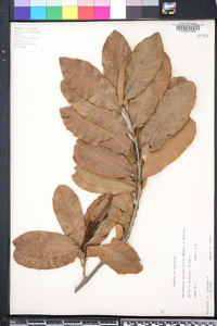 Macadamia integrifolia image