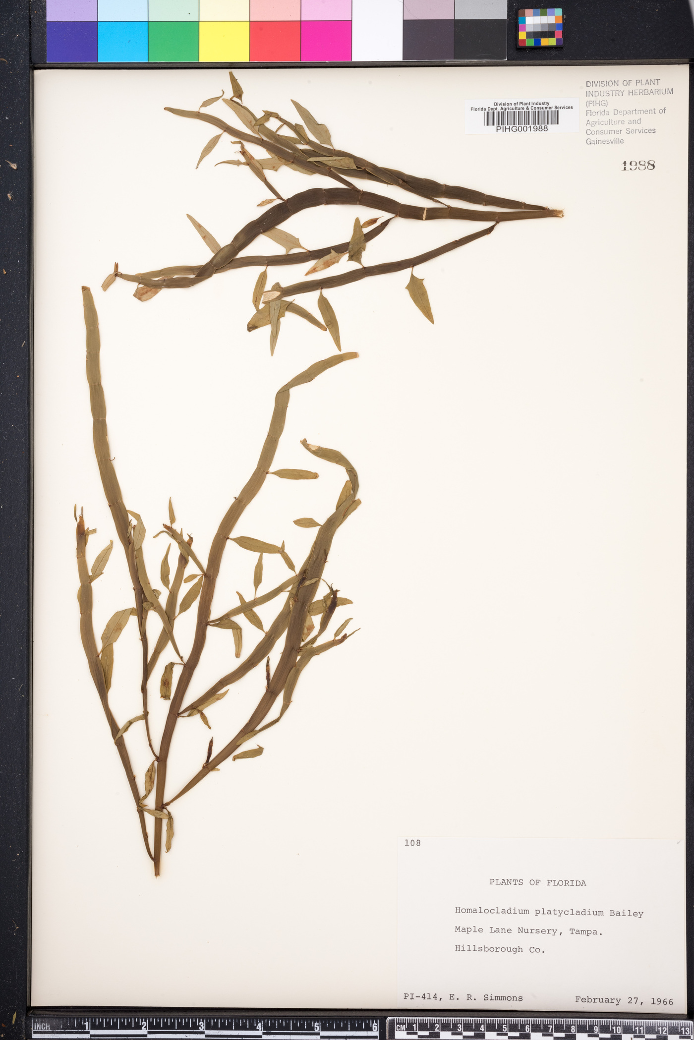 Homalocladium image