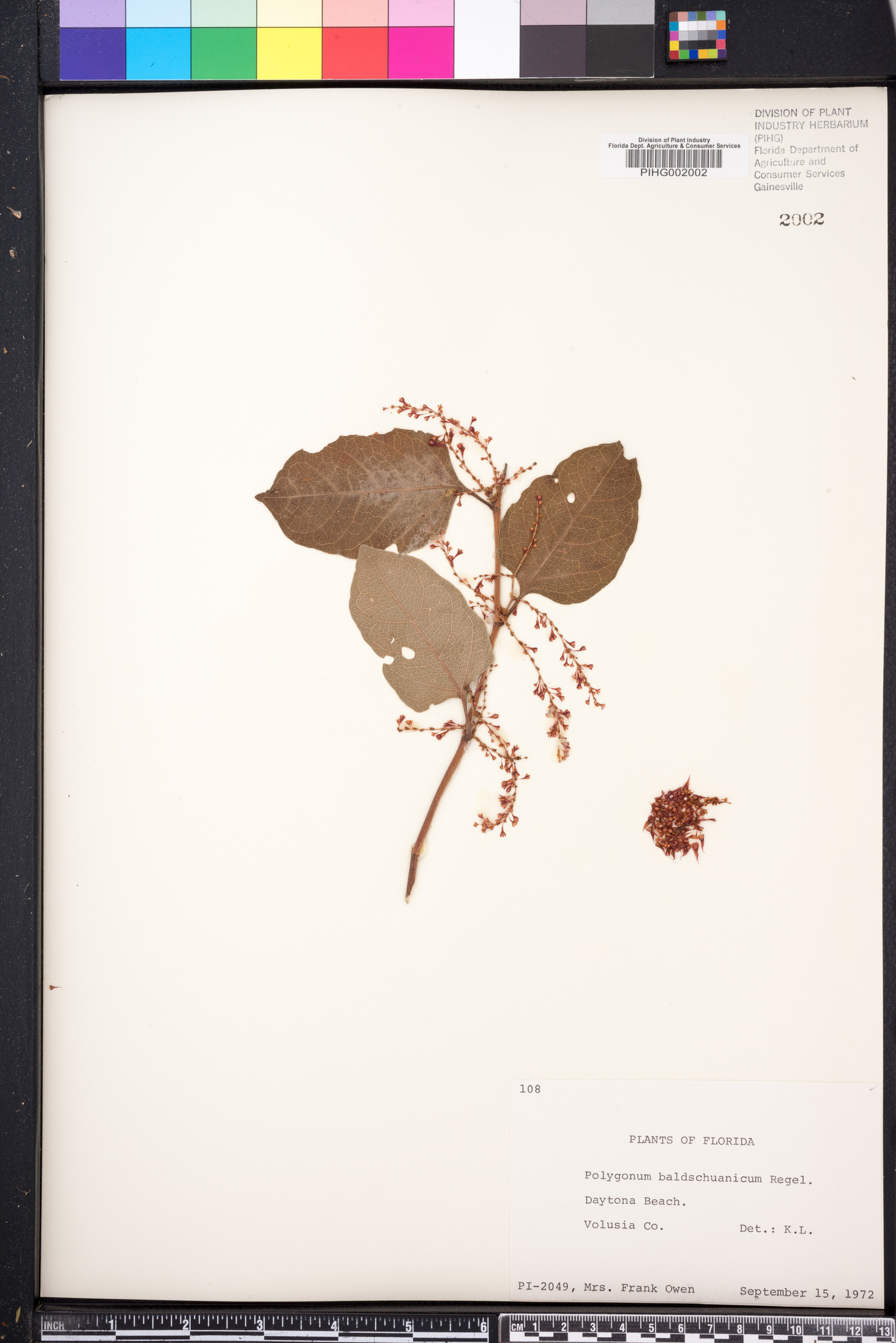 Fallopia baldschuanica image