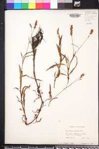 Persicaria bicornis image