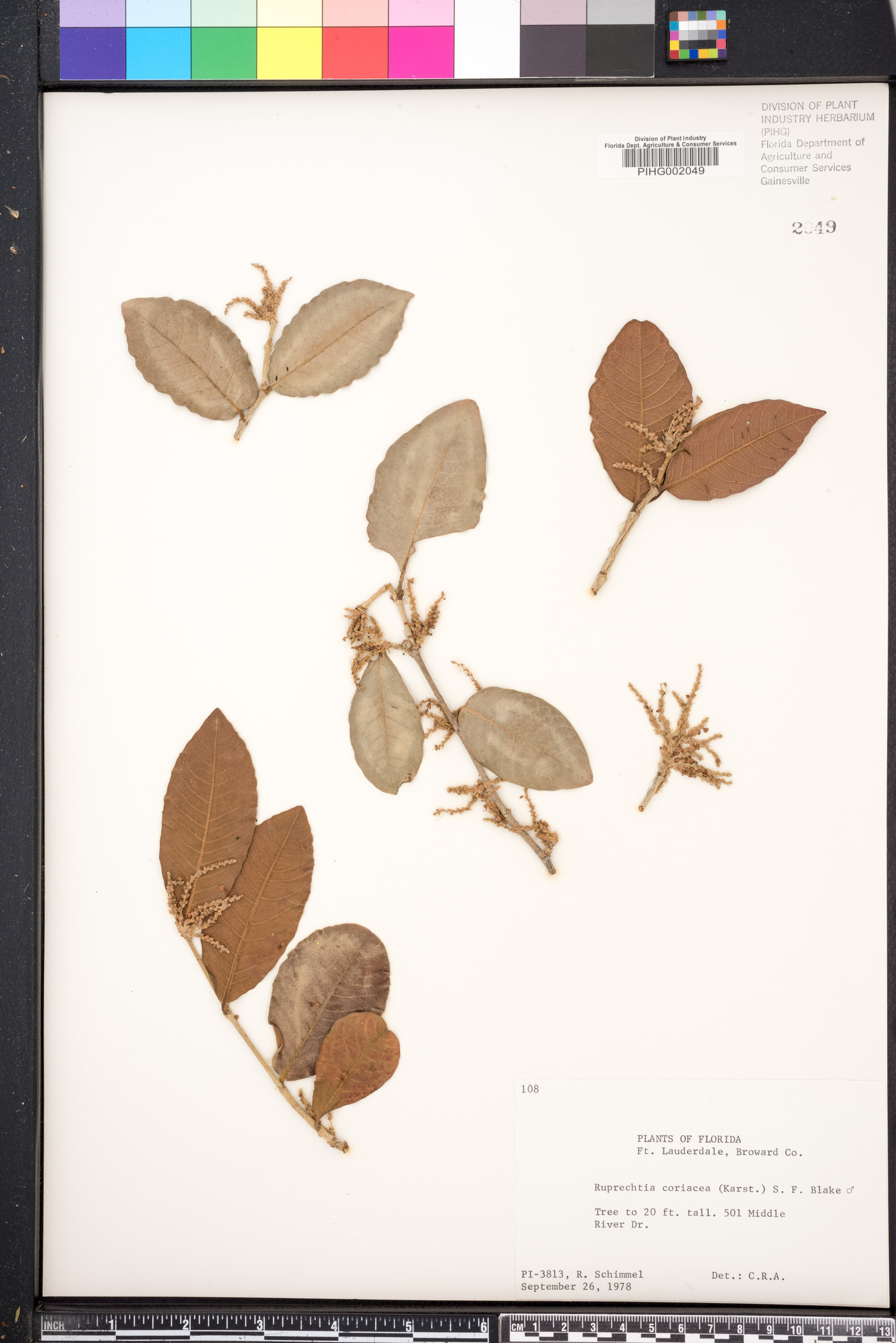 Ruprechtia coriacea image