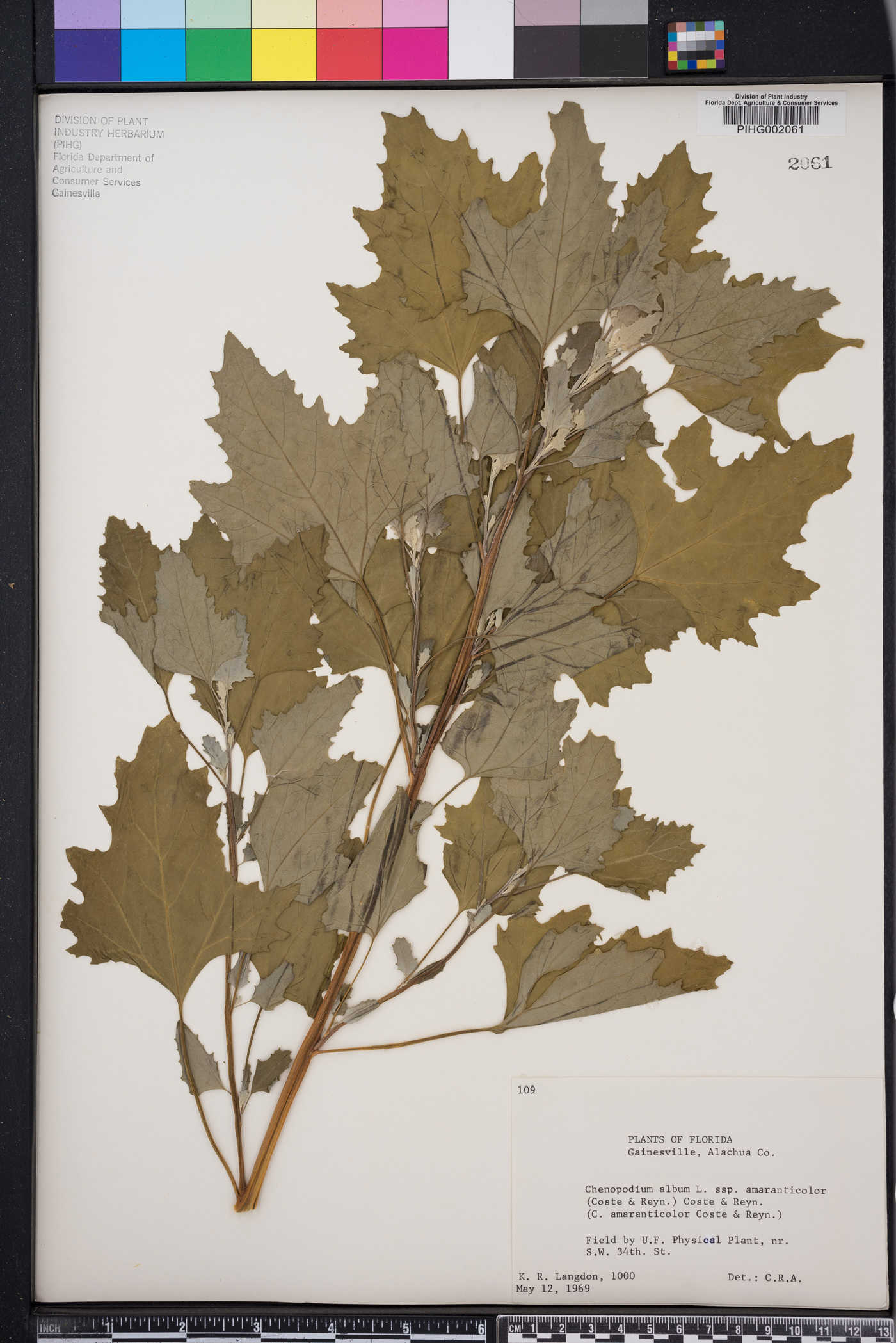 Chenopodium album subsp. amaranthicolor image