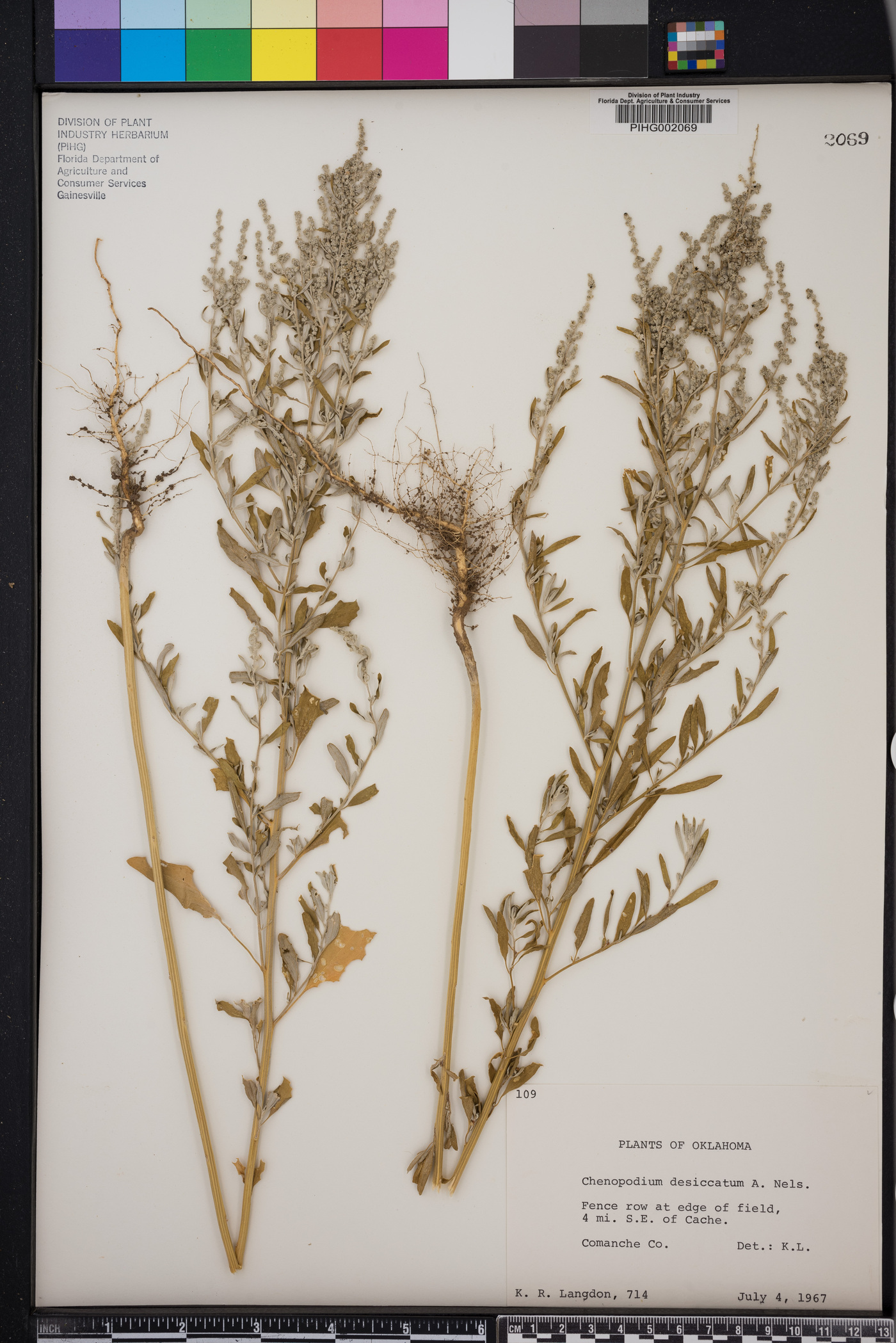 Chenopodium desiccatum image
