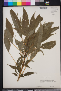 Amaranthus australis image