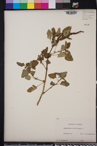 Amaranthus retroflexus image