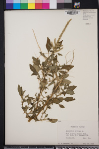 Amaranthus spinosus image