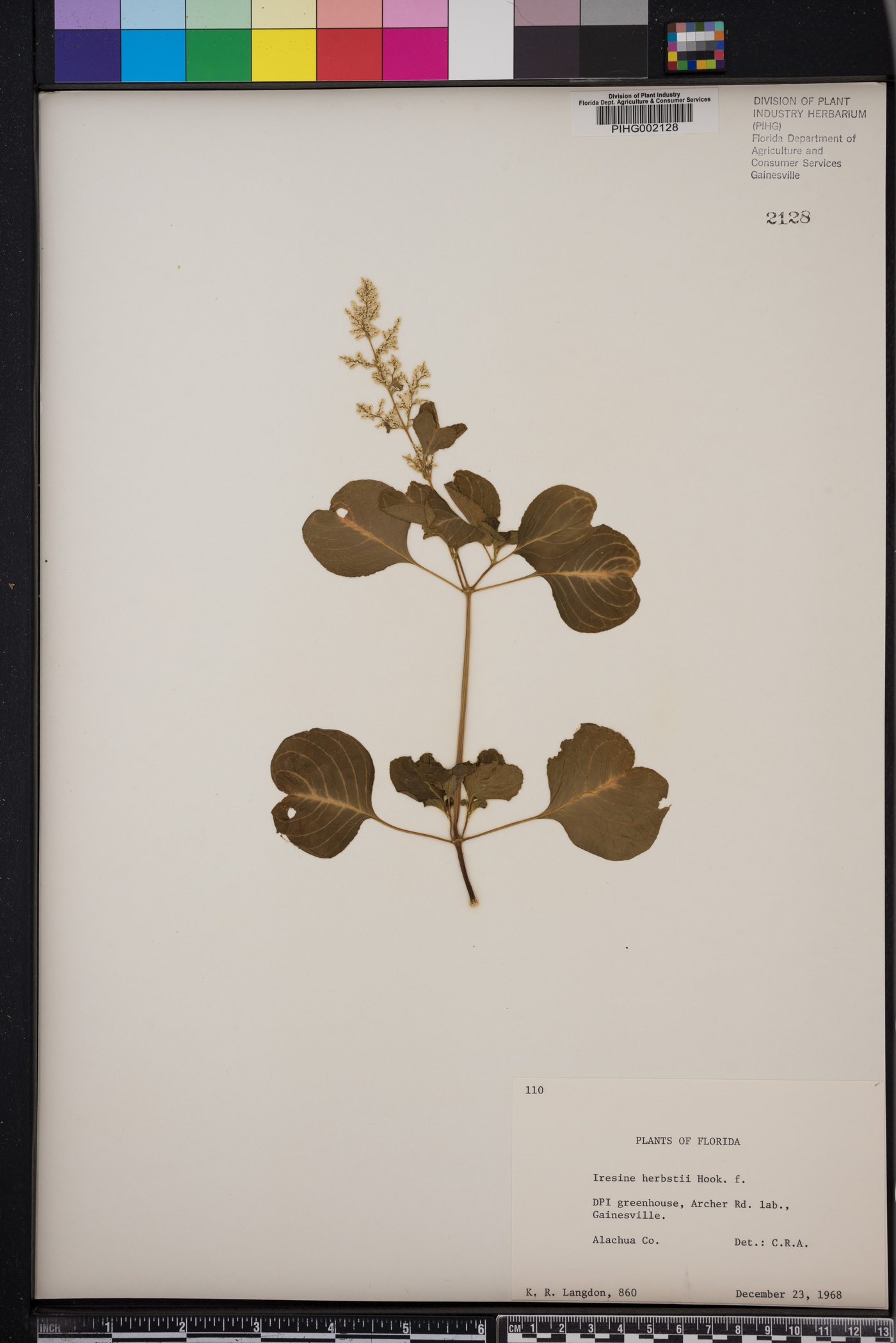Iresine herbstii image
