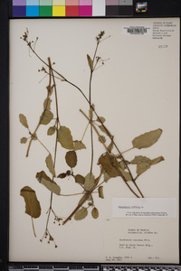 Boerhavia diffusa image