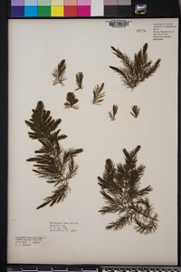 Ceratophyllum demersum image