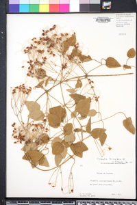 Clematis terniflora image