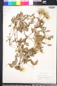 Clematis reticulata image