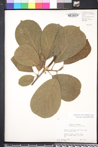 Magnolia denudata image