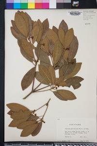 Illicium parviflorum image