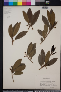 Illicium parviflorum image