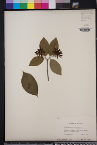 Calycanthus floridus image