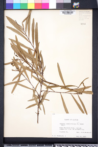 Asimina angustifolia image