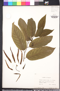 Cananga odorata image