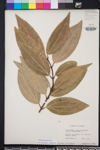 Cinnamomum zeylanicum image