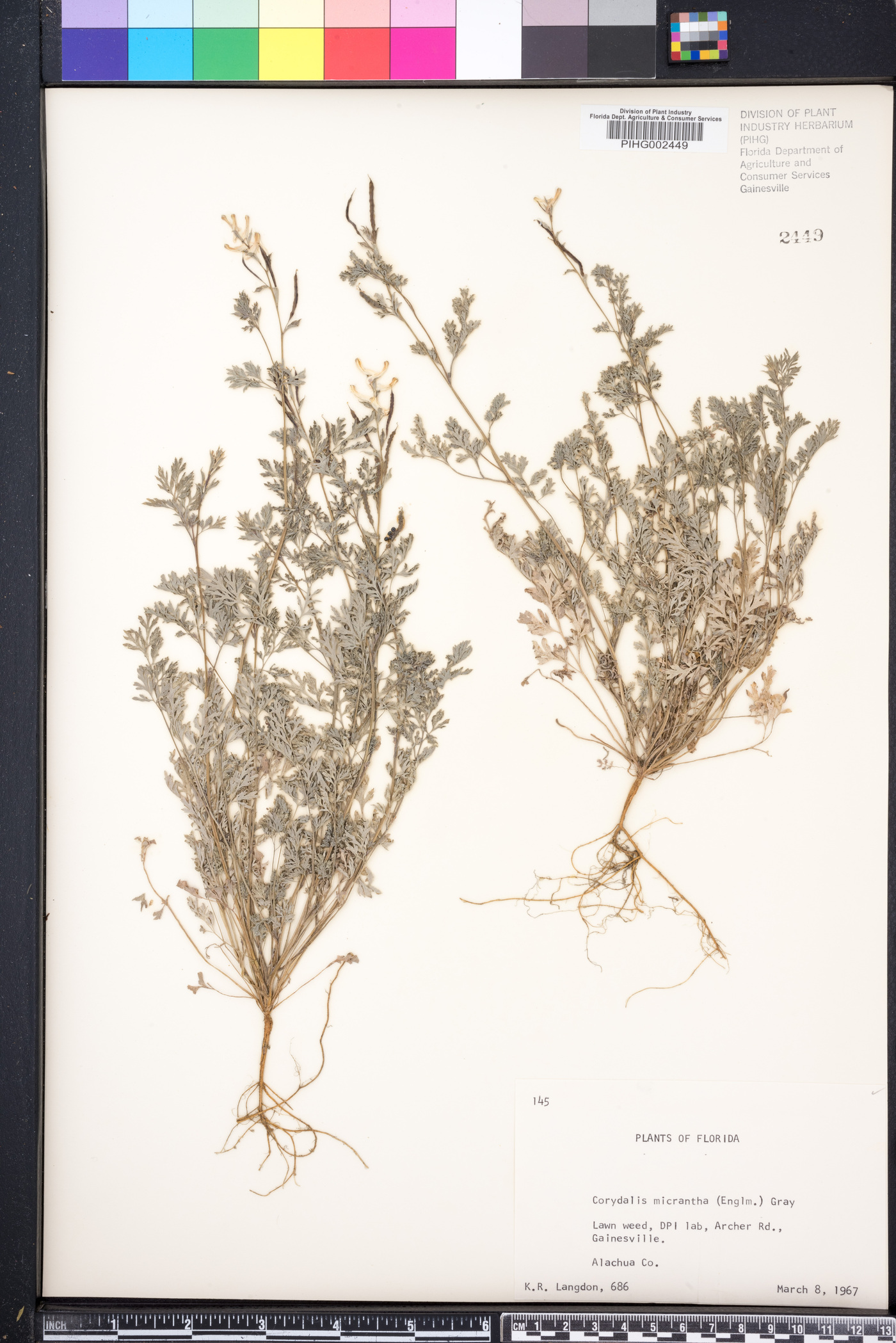 Corydalis halei image