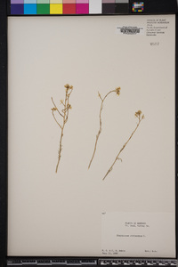 Sisymbrium altissimum image