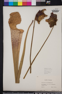 Sarracenia leucophylla image