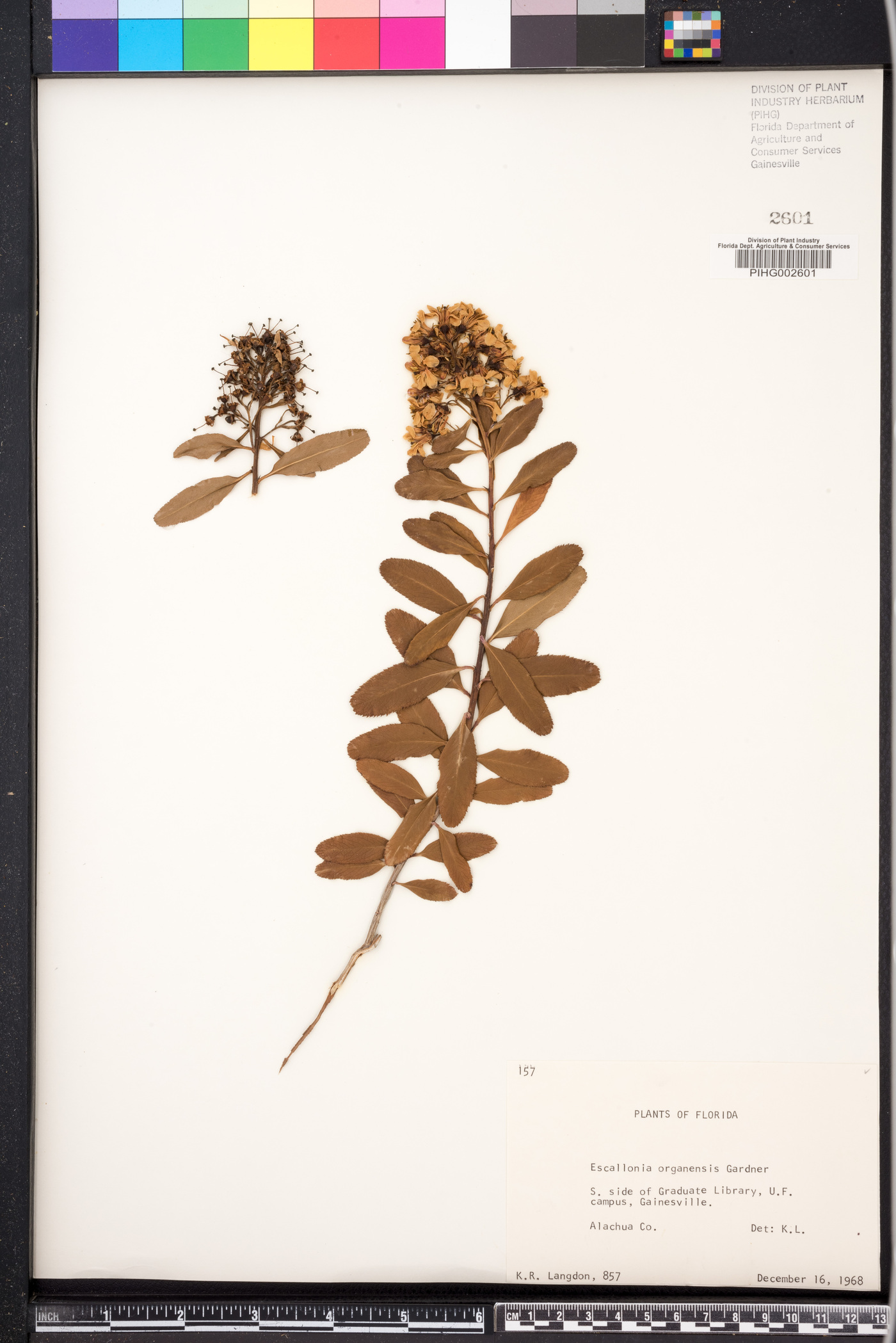Escallonia laevis image