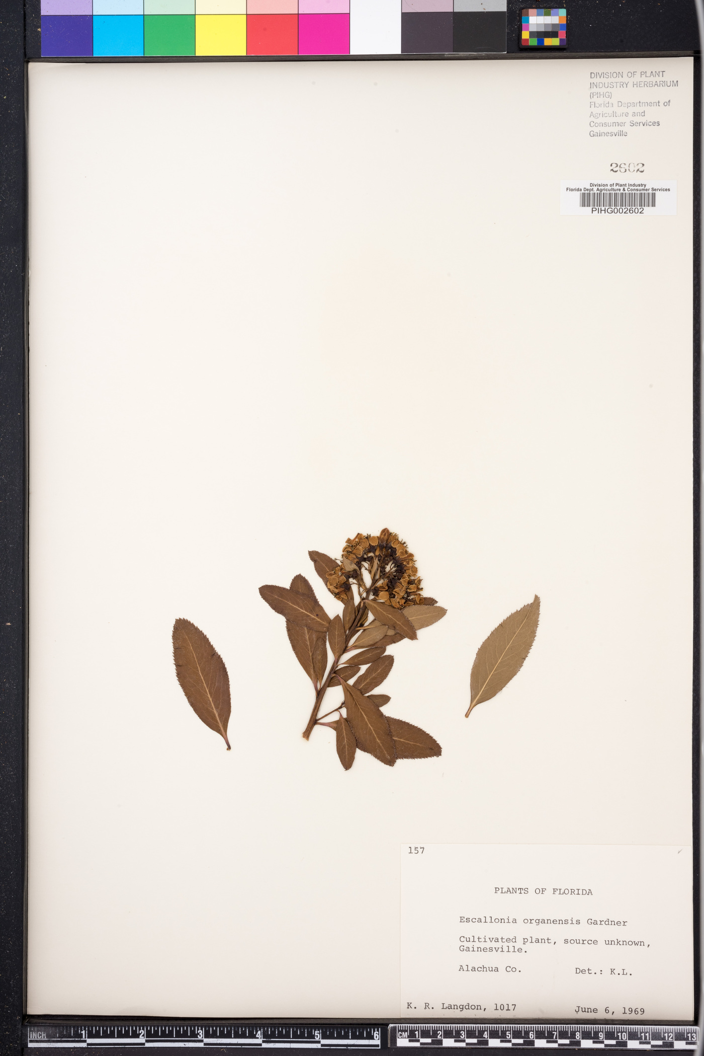 Escallonia laevis image