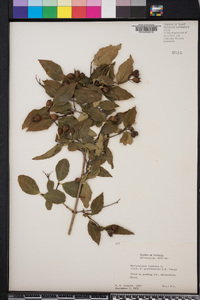 Philadelphus inodorus image