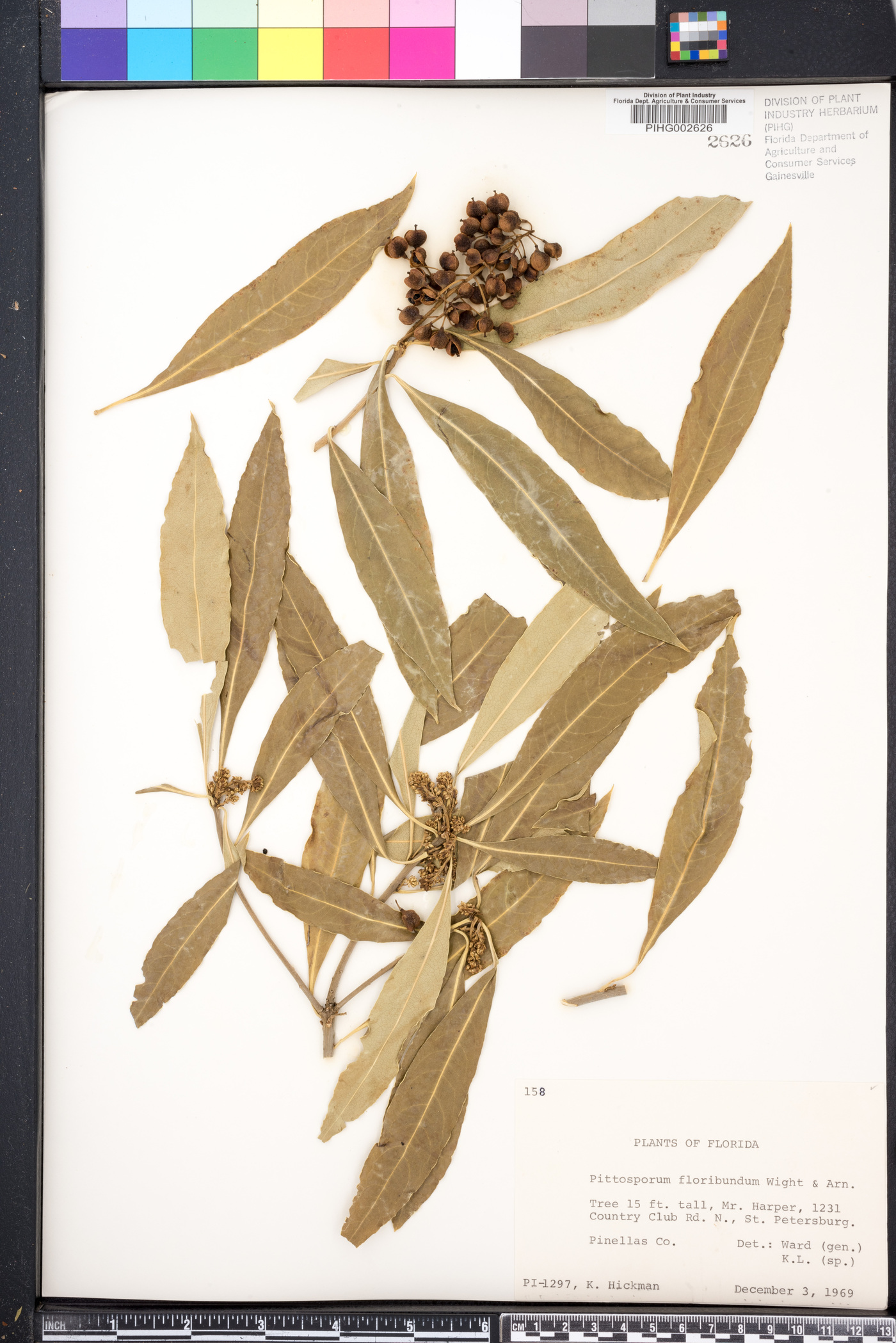 Pittosporum floribundum image