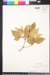 Pittosporum rhombifolium image