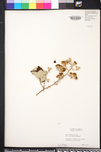Rubus bifrons image