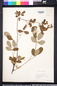 Rubus cuneifolius image