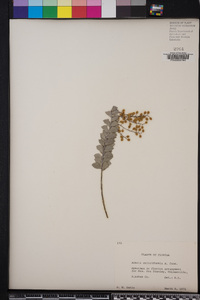 Acacia cultriformis image