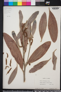 Acacia holosericea image