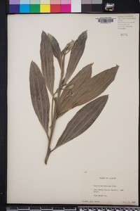 Acacia holosericea image