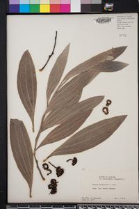Acacia holosericea image