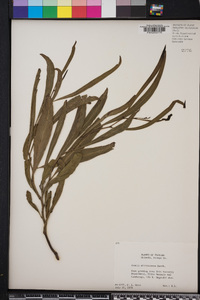 Image of Acacia microbotrya