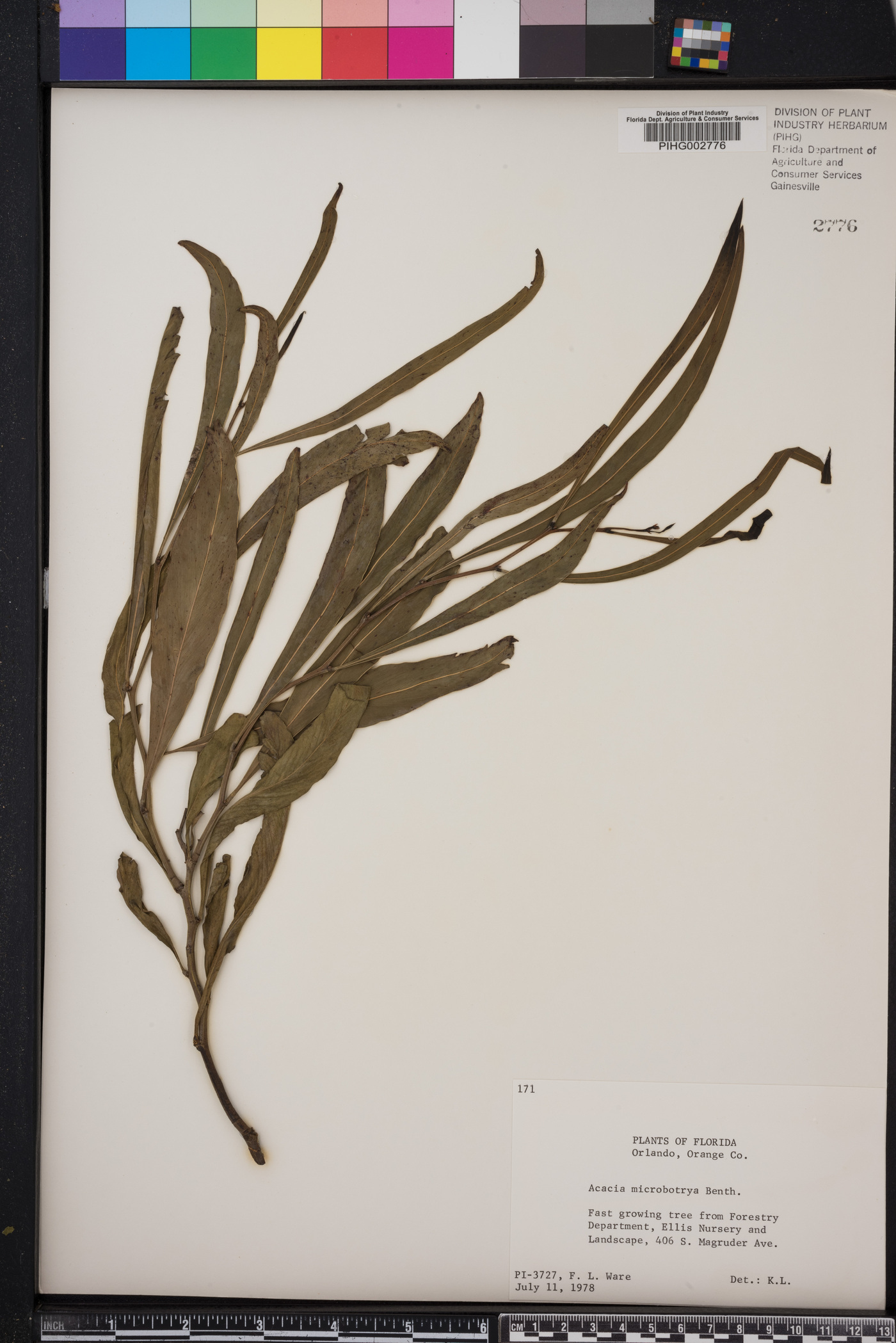 Acacia microbotrya image