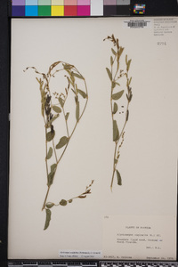 Alysicarpus ovalifolius image