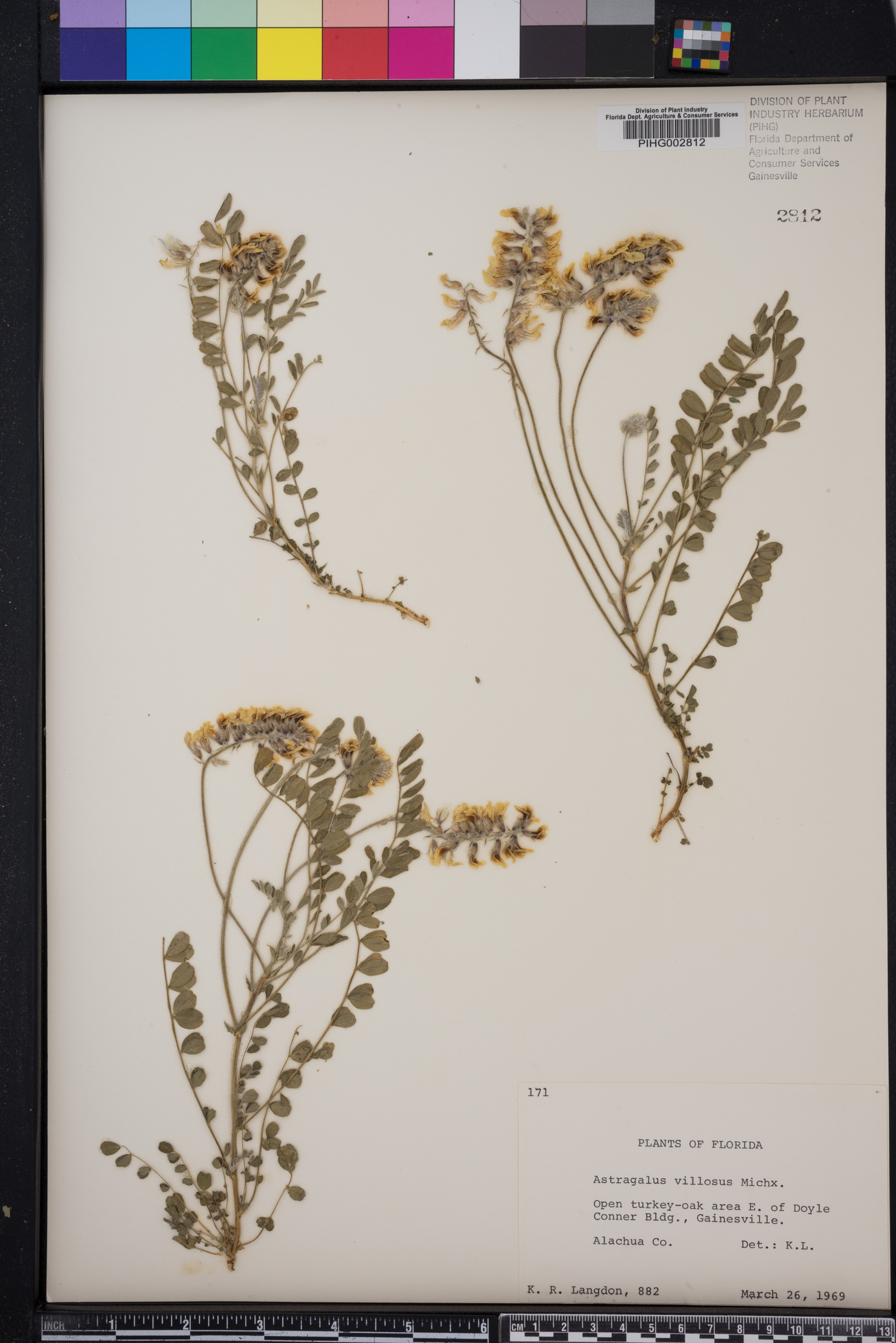 Astragalus villosus image