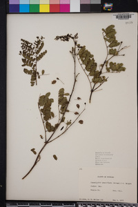 Denisophytum pauciflorum image