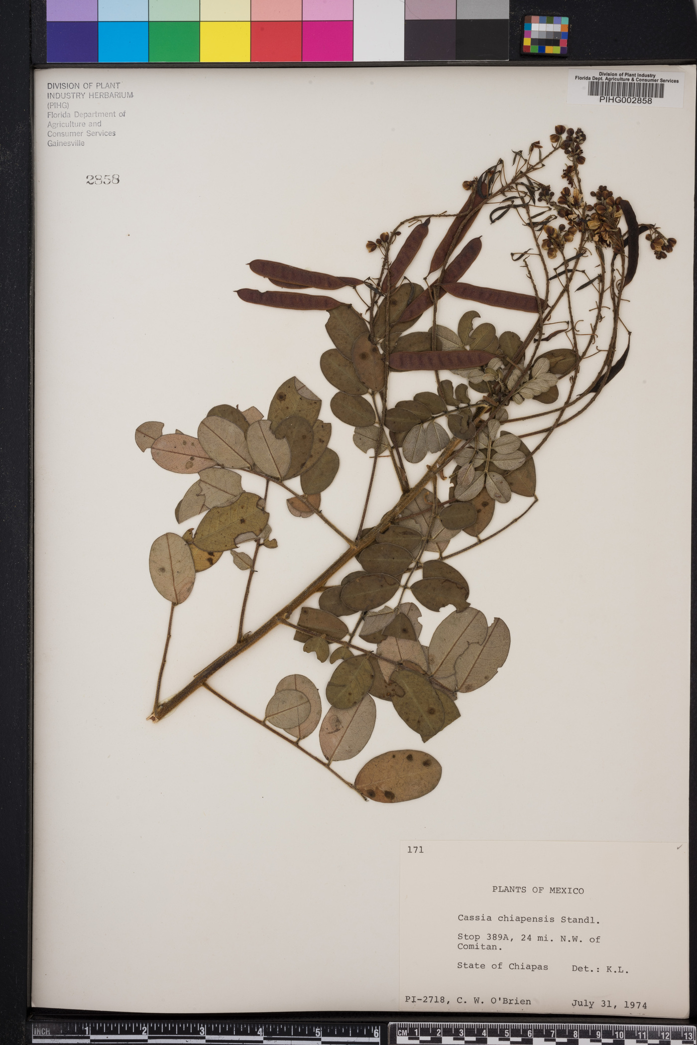 Cassia chiapensis image