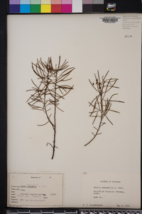 Cassia eremophila image