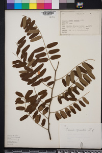 Cassia renigera image