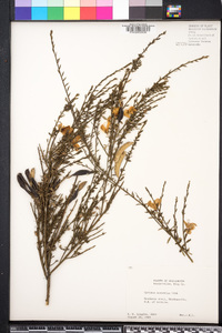 Cytisus scoparius image