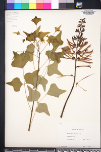 Erythrina herbacea image