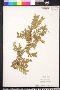 Gleditsia aquatica image