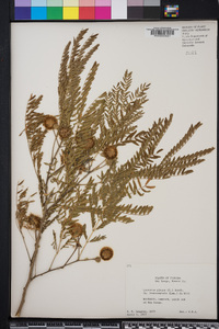 Leucaena leucocephala image