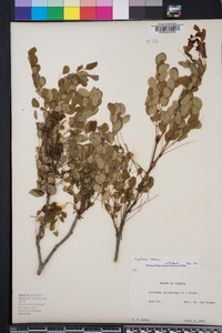 Lysiloma latisiliqua image
